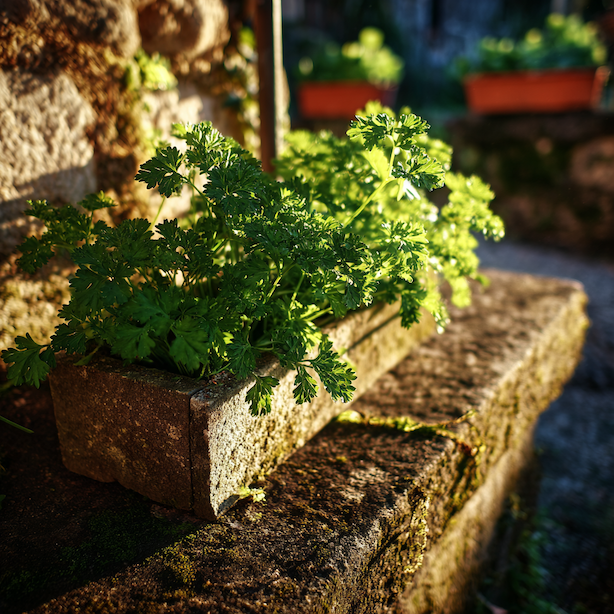 Petržel (Petroselinum crispum) – pěstování, růstové vlastnosti a využití