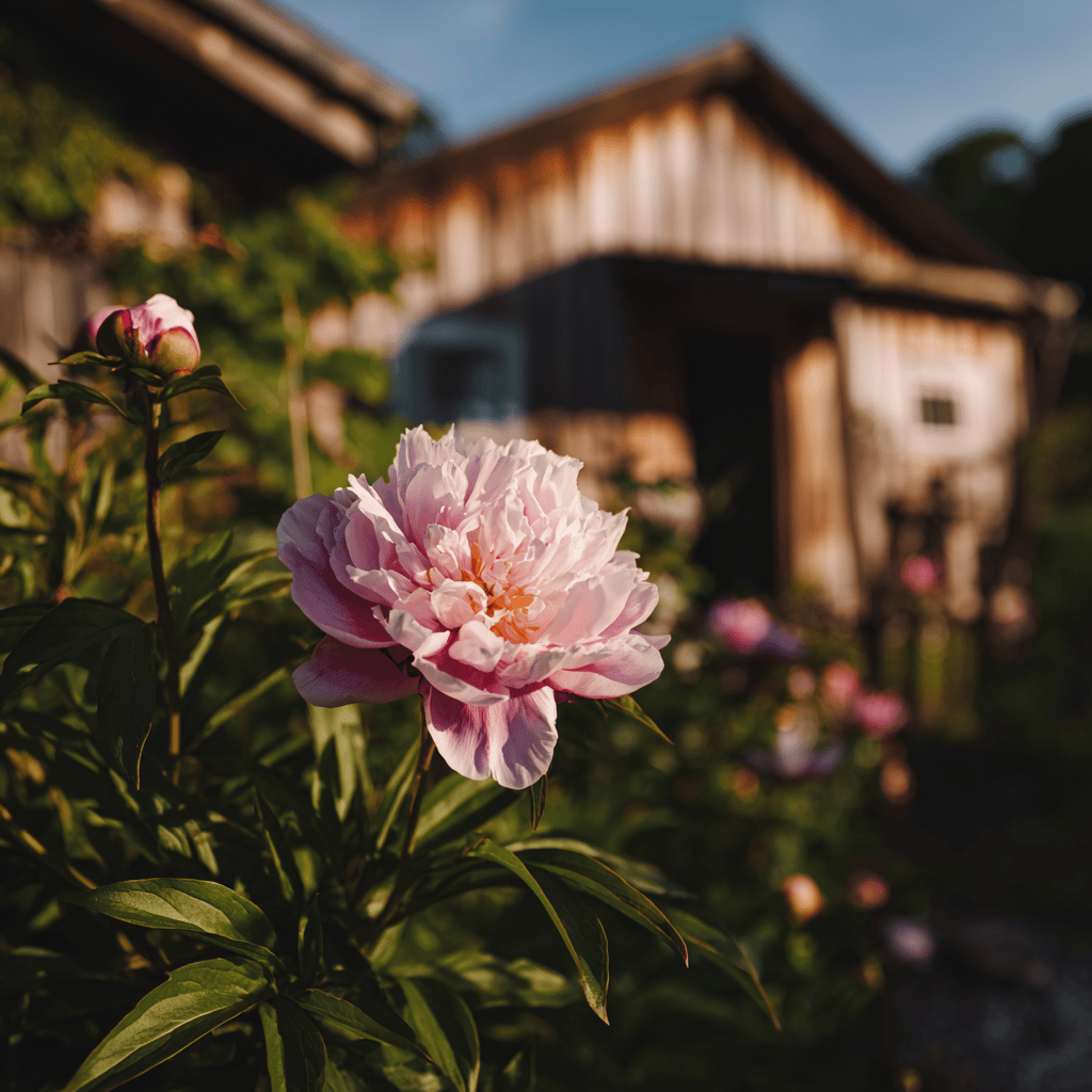Výsadba pivoňky (Paeonia) – kdy a jak ji správně zasadit