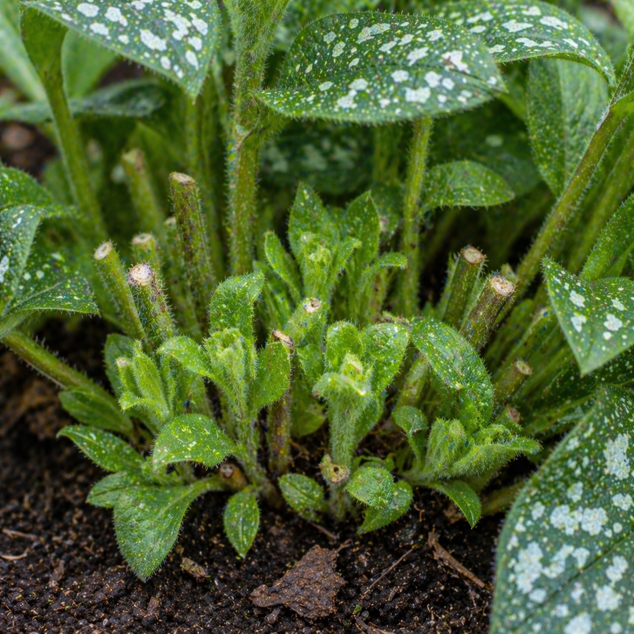 Řez a údržba plicníku (Pulmonaria) – kdy odstranit listy a jak podpořit růst