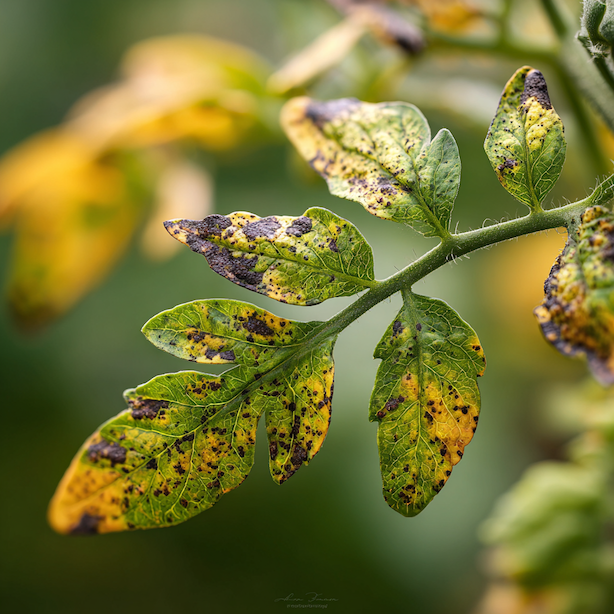 Skvrnitost listů na rajčatech – tmavé skvrny, šíření a účinná ochrana