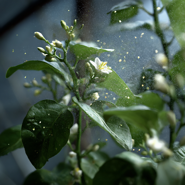 Postřiky na třásněnky – kdy fungují a kdy selhávají