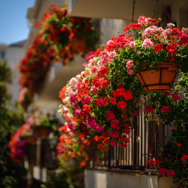 Pelargonie na balkon (Pelargonium) – pěstování, odolnost a přehled kultivarů