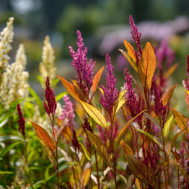 Rdesno (Persicaria) – přehled druhů a kultivarů pro zahradu