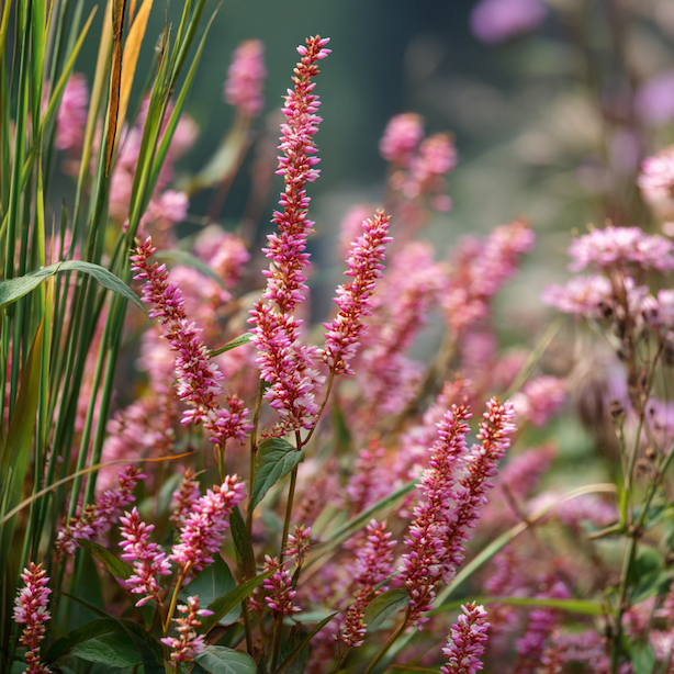 Využití rdesna (Persicaria) v zahradní kompozici – záhony, podrosty a moderní výsadby