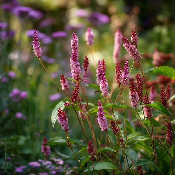 Rdesno (Persicaria) – pěstování a stanoviště