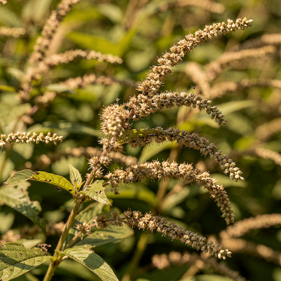 Řez rdesna (Persicaria) – kdy a jak regulovat růst