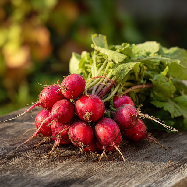 Ředkvička raná Faraon – pěstování, výsev, péče a sklizeň rané a spolehlivé červené odrůdy