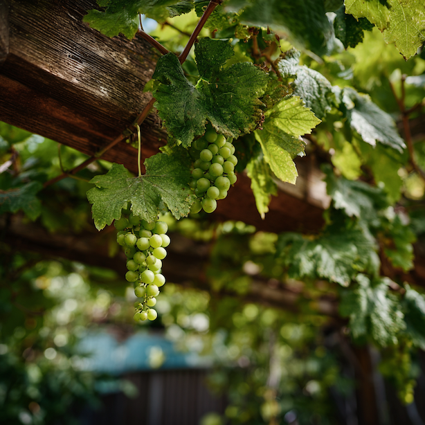 Odolné odrůdy vinné révy – rezistentní (PIWI) réva pro zahradu bez chemie