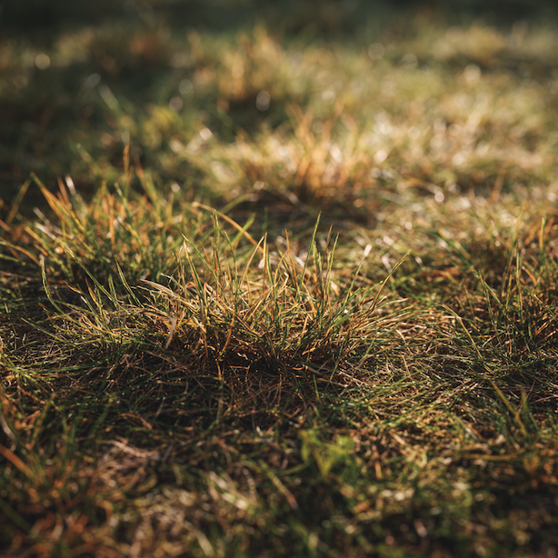 Fyziologické poruchy trávníku – reakce porostu na podmínky