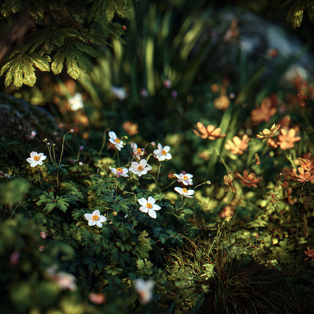 Kombinace sasanek (Anemone) v zahradě – s čím je vysazovat a proč