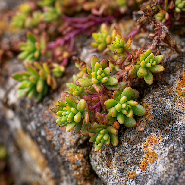 Choroby a problémy rozchodníků (Sedum)