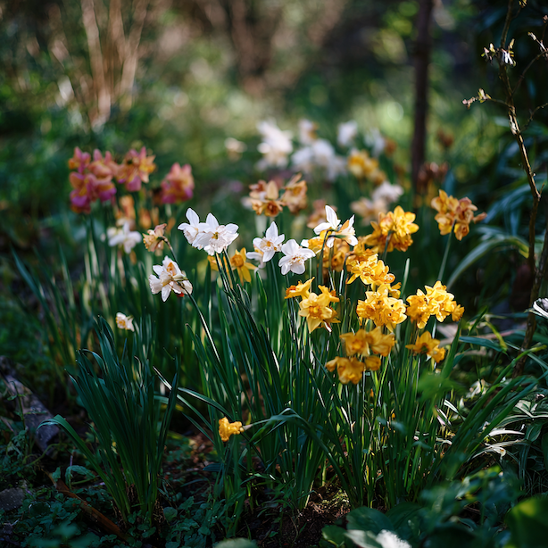 Skupiny narcisů – rozdíly v kvetení, tvaru květů a využití