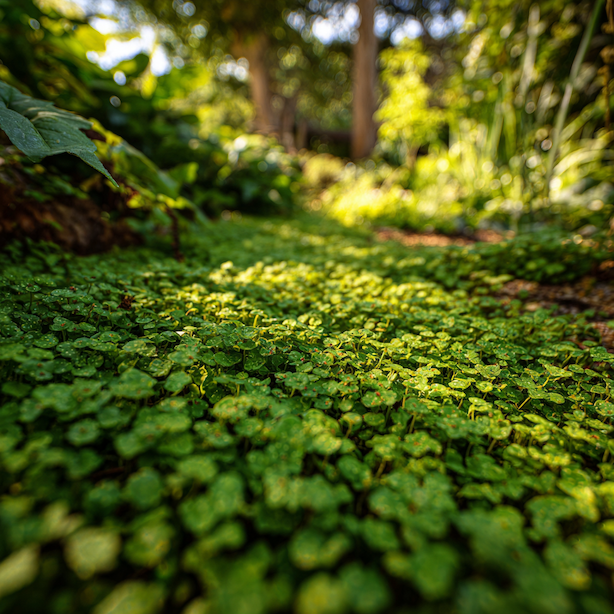 Půdopokryvné rostliny jako náhrada trávníku