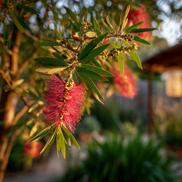 Štětkovec (Callistemon) – pěstování a stanoviště na slunci