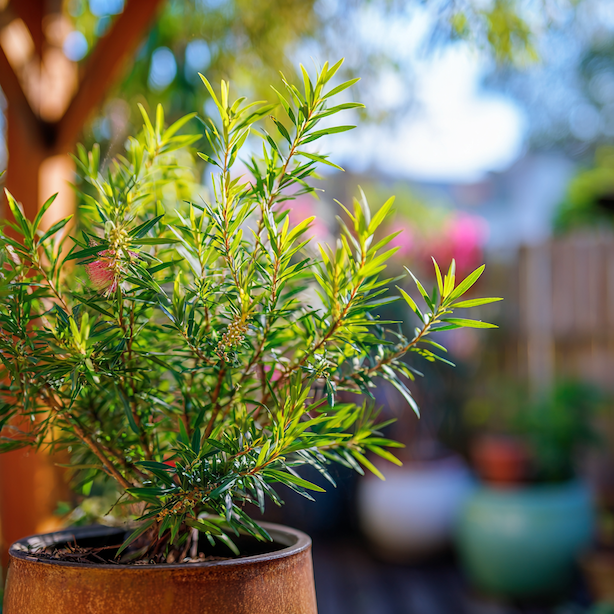 Štětkovec (Callistemon) – přezimování v nádobě krok za krokem