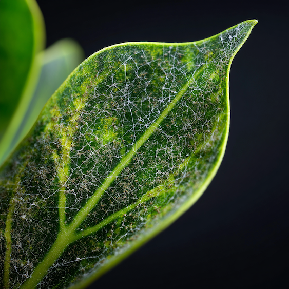 Svilušky – jak poznat napadení a kdy má zásah smysl