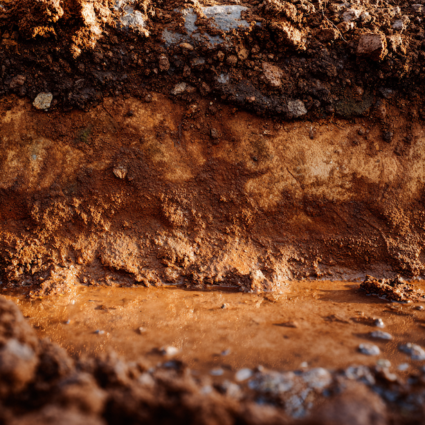 Fytophthora – proč vzniká: půda, drenáž, zálivka a chyby ve výsadbě