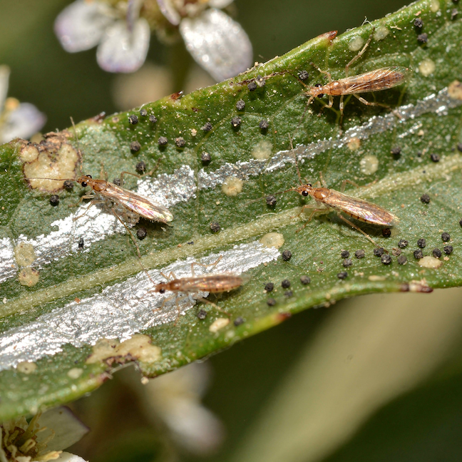 Třásněnky (Thysanoptera) – rozpoznání, výskyt a ochrana rostlin