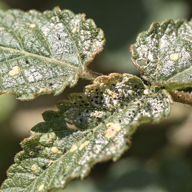 Třásněnky – jak poznat napadení a typické příznaky