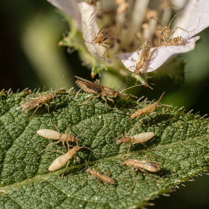Třásněnky (Thysanoptera) – životní cyklus a důvody rychlého šíření