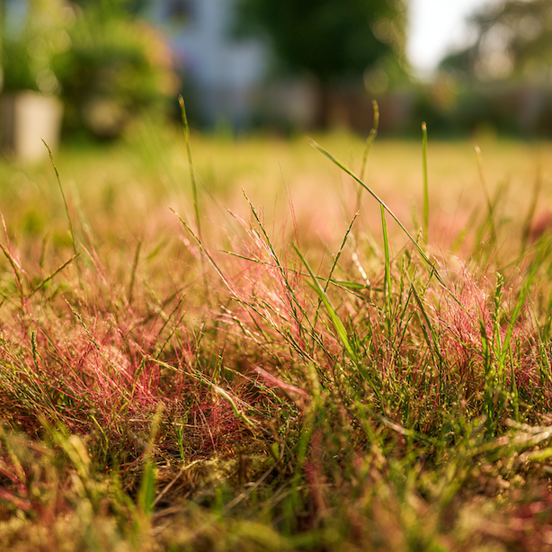 Červená nitkovitost trávníku (Laetisaria fuciformis) – jak ji poznat a jak postupovat