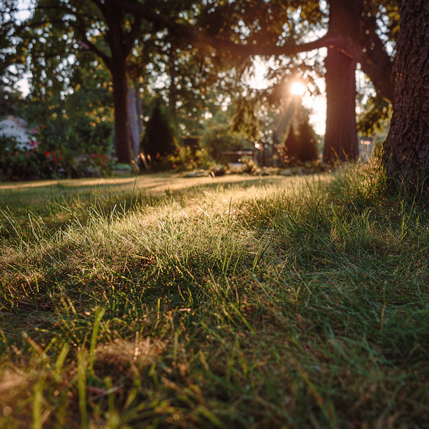 Špatná očekávání od trávníku – když po porostu chceme nemožné