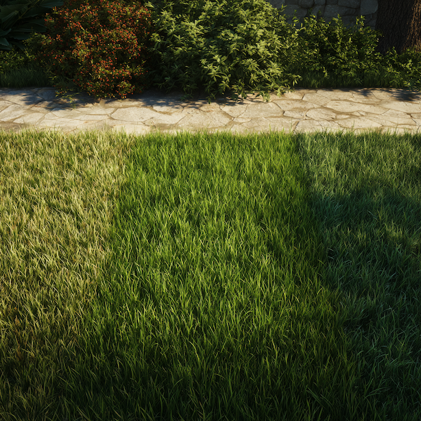 Okrasný, užitkový a zátěžový trávník – v čem se skutečně liší