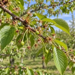Proč třešeň kvete, ale neplodí – opylení, mráz a další příčiny