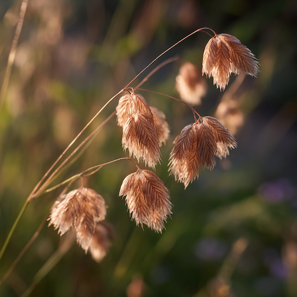 Nejčastější problémy třeslice prostřední (Briza media) – přemokření, řídký růst a slabé kvetení