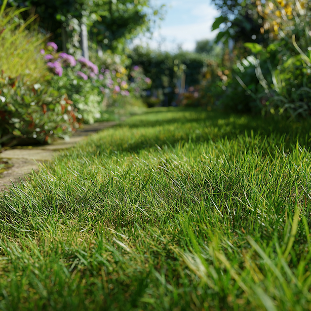 Užitkový trávník – kompromis, který většinou funguje