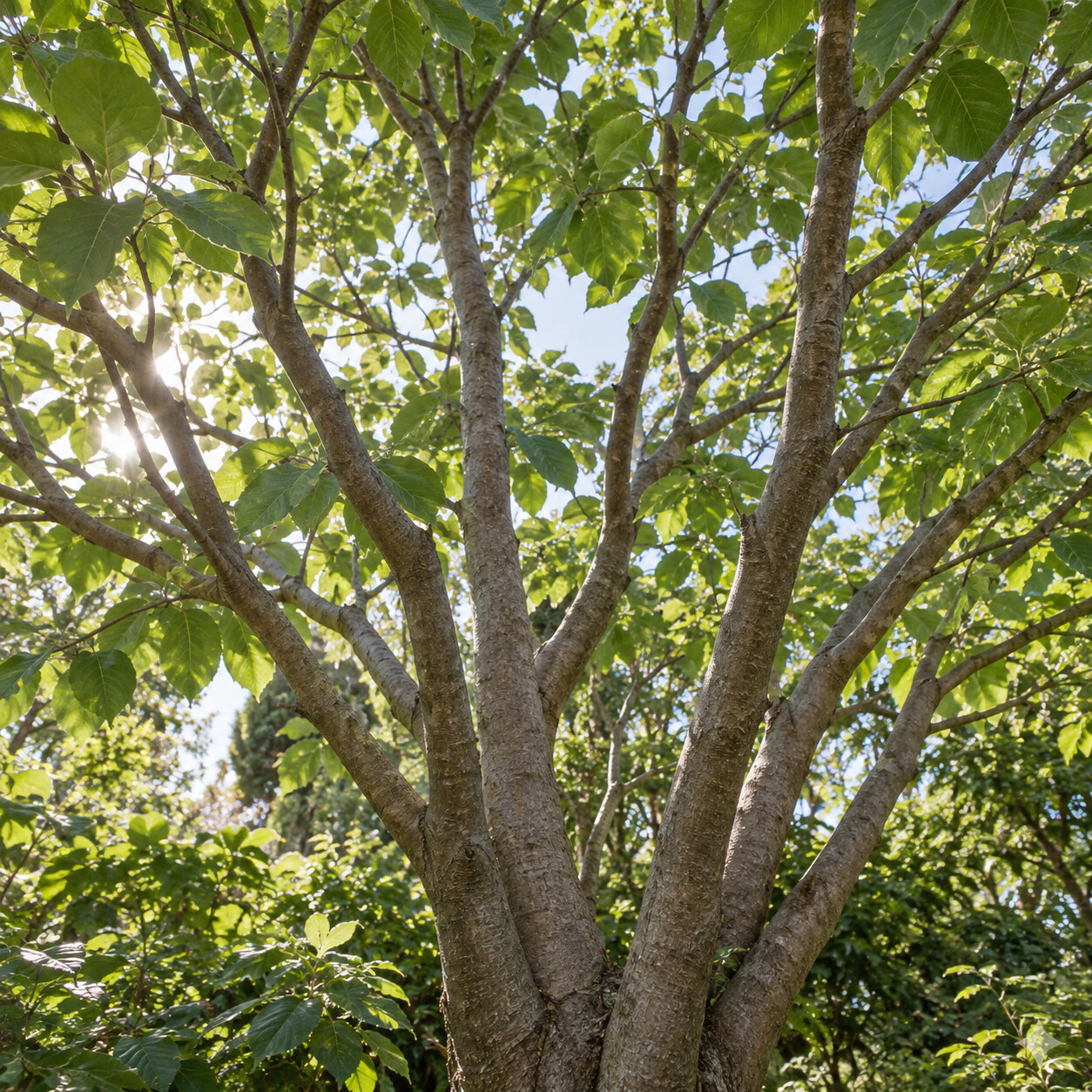 Blahokeř trojmý – růst, velikost a vícekmenný habitus