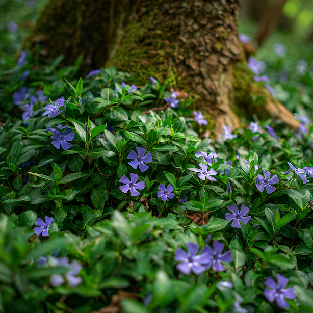 Barvínek (Vinca) – stanoviště, půda a správná výsadba