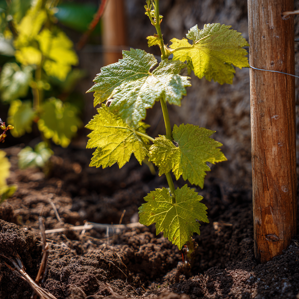 Stanoviště a výsadba vinné révy (Vitis vinifera) – slunce, půda a správný postup