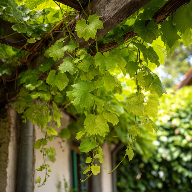 Vedení vinné révy (Vitis vinifera) – pergola, drátěnka, zeď a správné vyvazování