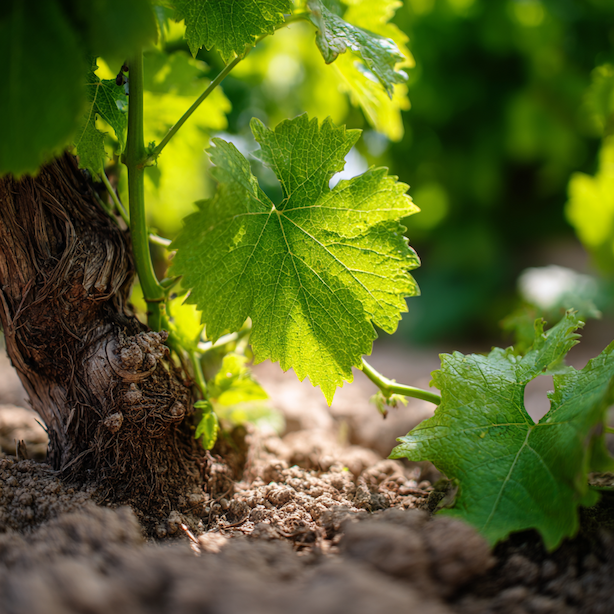 Zálivka a hnojení vinné révy (Vitis vinifera) – kolik vody, kdy hnojit a čemu se vyhnout