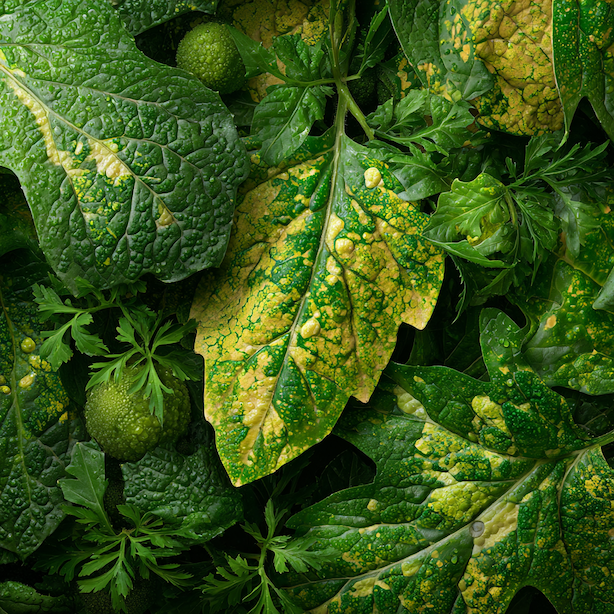 Virové choroby zeleniny – rajčata, papriky a okurky