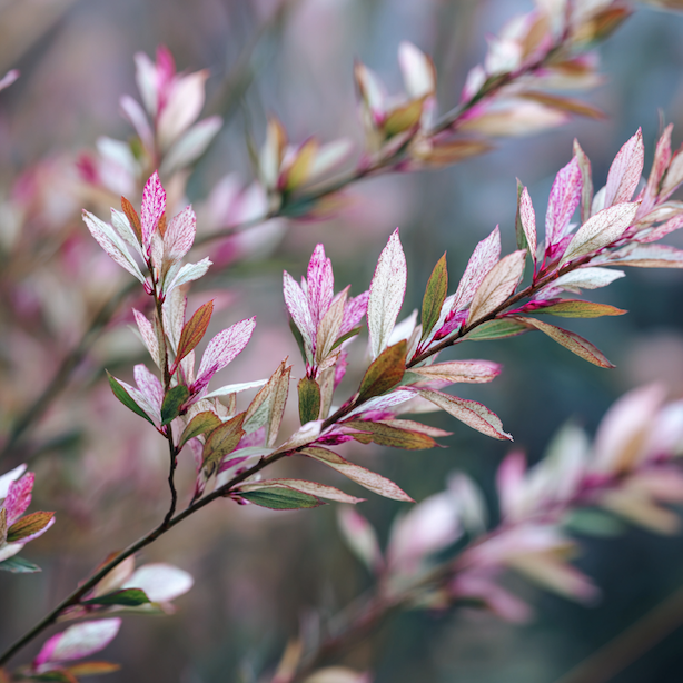 Vrba japonská ‘Hakuro Nishiki’ (Salix integra) – pěstování, stanoviště a růst