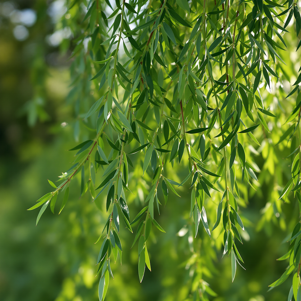 Vrba Kilmarnock – převislá elegance s minimálními nároky