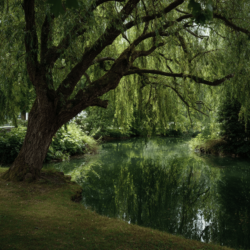 Vrba (Salix) – pěstování a stanoviště