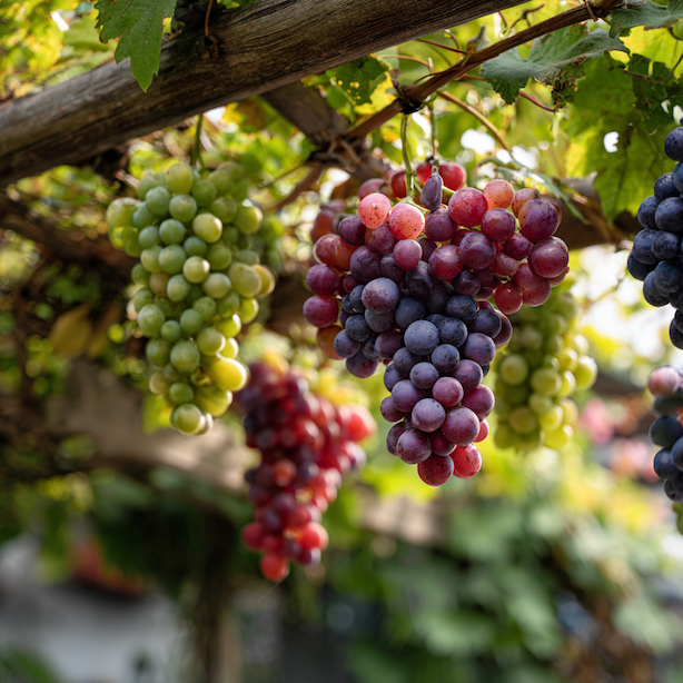 Jak vybrat odrůdu vinné révy (Vitis vinifera) – podle využití, chuti a stanoviště