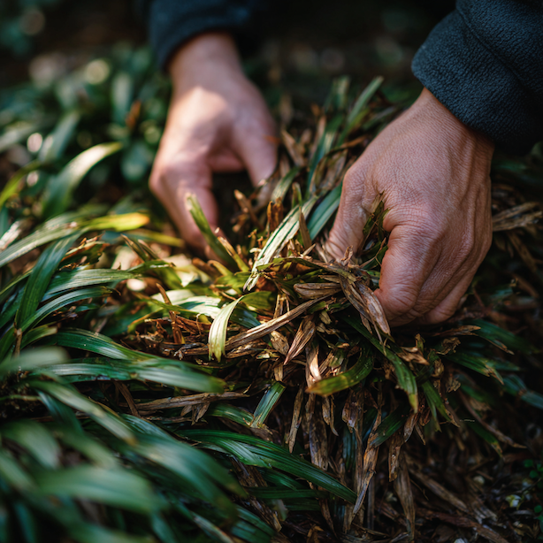 Ostřice (Carex) – řez, údržba a celoroční péče