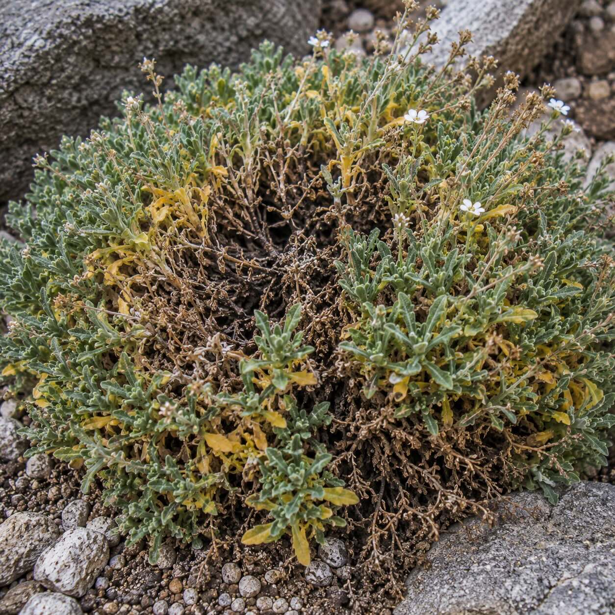 Choroby huseníku (Arabis) – zahnívání, řídnutí trsů a problémy při pěstování