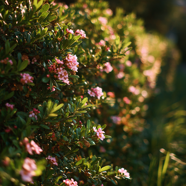 Zábluda (Escallonia) jako živý plot – hustota, střih a péče