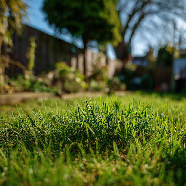 První týdny po založení trávníku – co rozhoduje o úspěchu