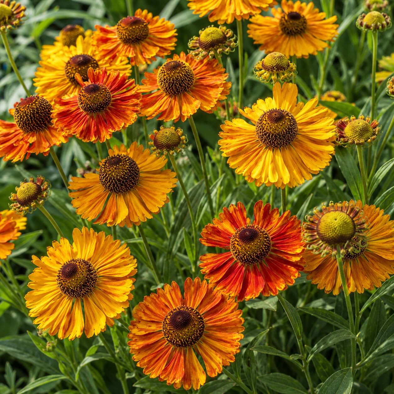 Jak pěstovat záplevák (Helenium) – stanoviště, půda a péče