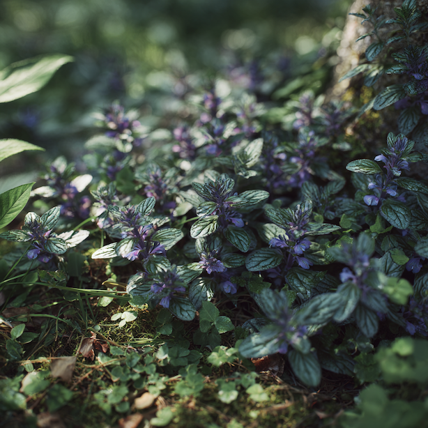 Zběhovec (Ajuga) – pěstování, stanoviště a základní charakteristika