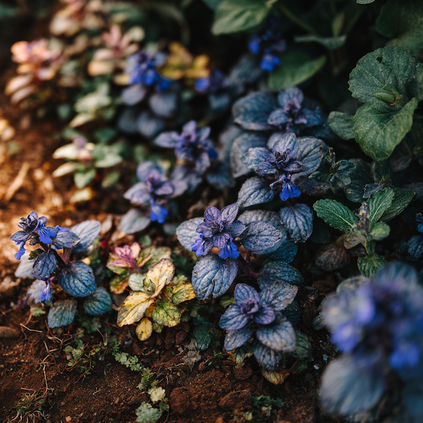 Zběhovec (Ajuga) – přehled druhů a kultivarů používaných v zahradě