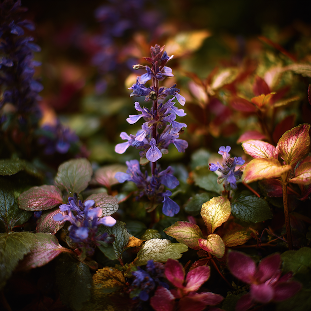 Kombinace zběhovce (Ajuga) v zahradě – s čím jej vysazovat a proč