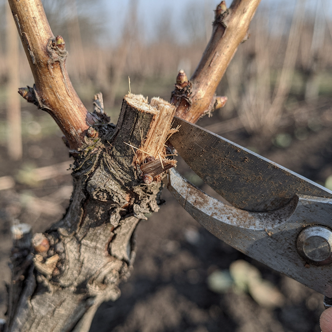 Zimní řez vinné révy (Vitis vinifera) – tažně, čípky a vliv na plodnost