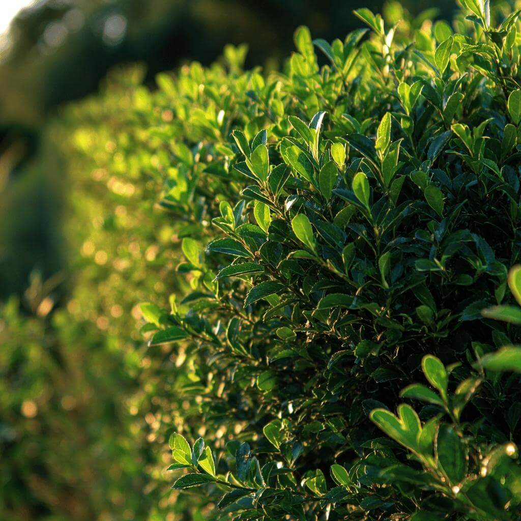 TOP 10 dřevin pro živé ploty – stálezelené, opadavé, volně rostoucí